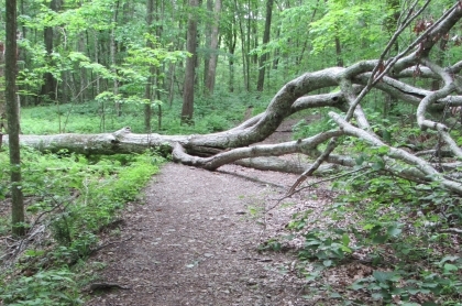 Large fallen tree represent how fluctuating external factors are affecting your plan.