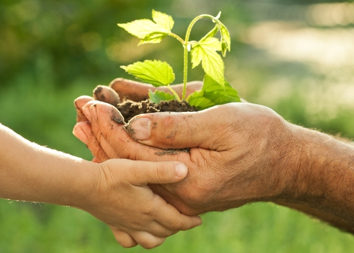 Child and adult hands holding a plant together